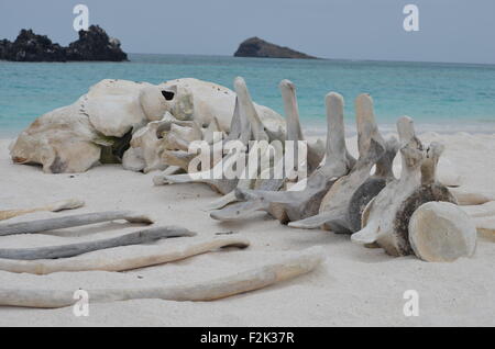 Das Skelett eines Wals am Strand von Gardner Bay, Isla Española, auf den Galapagos Inseln. Stockfoto