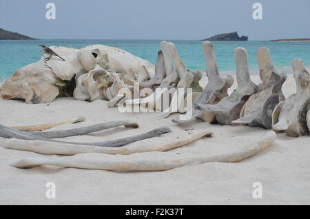 Das Skelett eines Wals am Strand von Gardner Bay, Isla Española, auf den Galapagos Inseln. Stockfoto