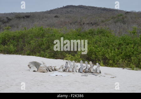 Das Skelett eines Wals am Strand von Gardner Bay, Isla Española, auf den Galapagos Inseln. Stockfoto