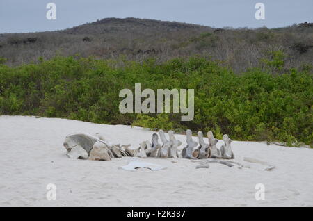 Das Skelett eines Wals am Strand von Gardner Bay, Isla Española, auf den Galapagos Inseln. Stockfoto