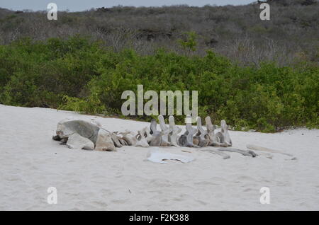 Das Skelett eines Wals am Strand von Gardner Bay, Isla Española, auf den Galapagos Inseln. Stockfoto