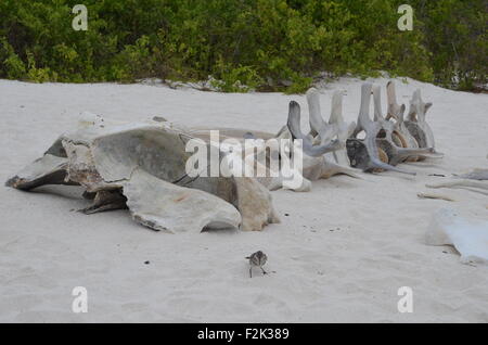 Das Skelett eines Wals am Strand von Gardner Bay, Isla Española, auf den Galapagos Inseln. Stockfoto