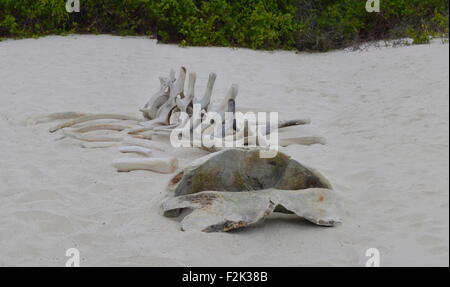 Das Skelett eines Wals am Strand von Gardner Bay, Isla Española, auf den Galapagos Inseln. Stockfoto