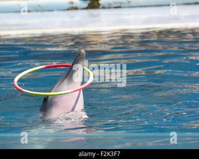 Ausgebildete Dolphin Spinnen den Reifen auf der Nase Stockfoto