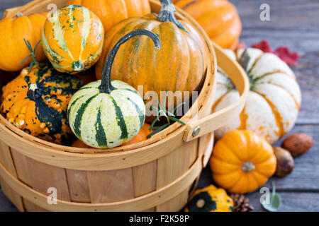 Kürbisse und verschiedene Squash in einem Ernte-Korb Stockfoto