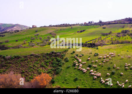 Eine Herde Schafe grasen in der sizilianischen Landschaft Stockfoto