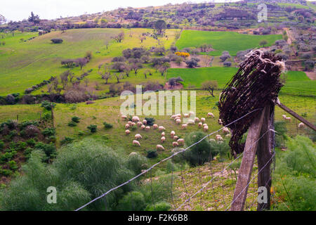 Blick auf eine Herde Schafe grasen in der sizilianischen Landschaft. Zaun mit Stacheldraht Stockfoto