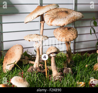 Nahaufnahme von Parasol Pilz - Basidiomycete Pilz Stockfoto