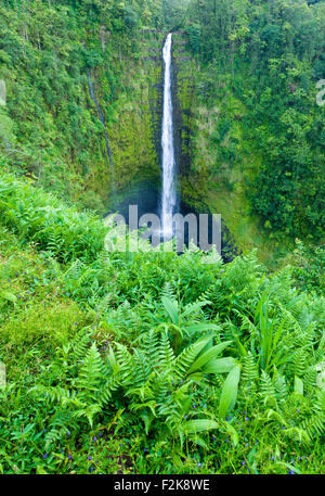 Akaka Wasserfälle in den Akaka State Park in der Nähe von Hilo, Hawaiii Stockfoto