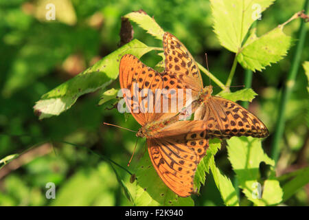 Dunkel grün Fritillary Butterfly Argynnis aglaja Stockfoto