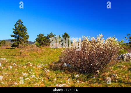 Amelanchier Ovalis, allgemein bekannt als verschneite canescens ist Elsbeere Strauch. Die Kernobst-Früchte sind essbar und können roh gegessen werden oder Stockfoto