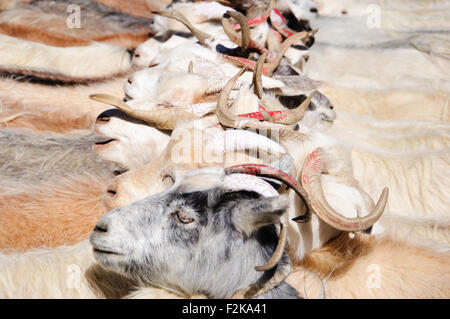 Ziegen der Nomaden bei Korzok Dorf in der Nähe von Tso Moriri See, Ladakh, Indien Stockfoto