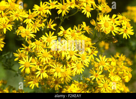 Nahaufnahme eines gelben Kreuzkraut Blumen, Jacobaea Vulgaris oder Senecio Jacobaea, Suffolk, England, UK Stockfoto