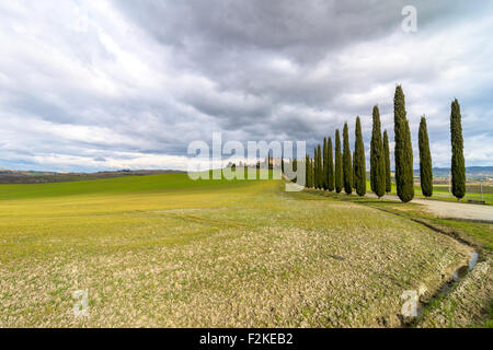 PIENZA, Italien - 25. Januar 2015: Tagesansicht der toskanischen Landschaft mit typischen Zypressenallee in der Nähe von Pienza, Italien. Stockfoto