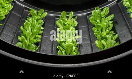 Indoor Anbau von Salat in kreisförmigen Strukturen drehen. Stockfoto