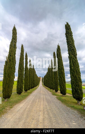 PIENZA, Italien - 25. Januar 2015: Tagesansicht der toskanischen Landschaft mit typischen Zypressenallee in der Nähe von Pienza, Italien. Stockfoto