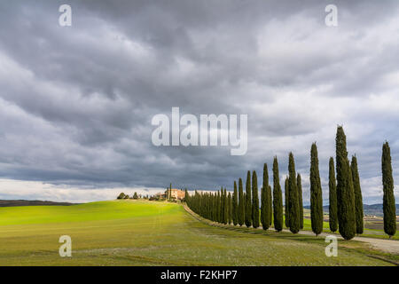 PIENZA, Italien - 25. Januar 2015: Tagesansicht der toskanischen Landschaft mit typischen Zypressenallee in der Nähe von Pienza, Italien. Stockfoto