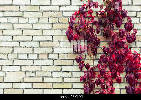 Red Kriechgang Blätter auf Mauer im Herbst Stockfoto