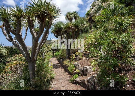 Jardin Canario Botanischer Garten von Gran Canaria, Spanien