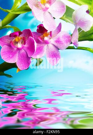 Schöne Orchidee blüht im Wasser reflektiert Stockfoto