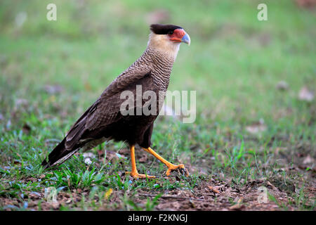 Südlichen crested Karakara (Caracara Plancus), Erwachsene, Nahrungssuche, Pantanal, Mato Grosso, Brasilien Stockfoto