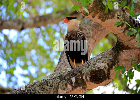 Südlichen crested Karakara (Caracara Plancus), Erwachsene, auf einem Baum, Pantanal, Mato Grosso, Brasilien Stockfoto