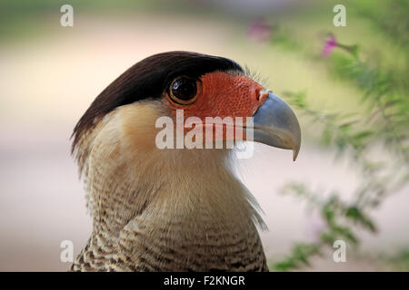 Südlichen crested Karakara (Caracara Plancus), Erwachsener, Porträt, Pantanal, Mato Grosso, Brasilien Stockfoto