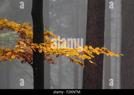 Gelbe farbige Blätter auf einem Baumstamm in Buche Bäume, Wald, herbstlichen Wälder, Herbst, Nebel, Baden-Württemberg, Deutschland Stockfoto