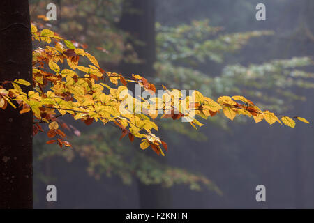 Gelbe farbige Blätter auf einem Baumstamm in Buche Bäume, Wald, herbstlichen Wälder, Herbst, Nebel, Baden-Württemberg, Deutschland Stockfoto