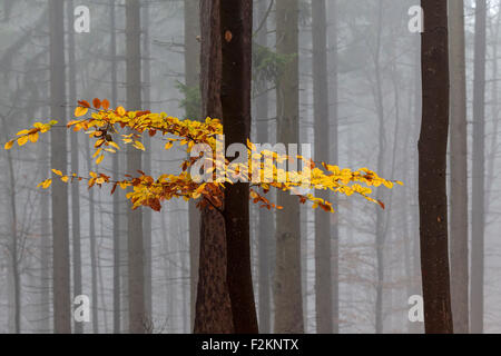 Gelbe farbige Blätter auf einem Baumstamm in Buche Bäume, Wald, herbstlichen Wälder, Herbst, Nebel, Baden-Württemberg, Deutschland Stockfoto