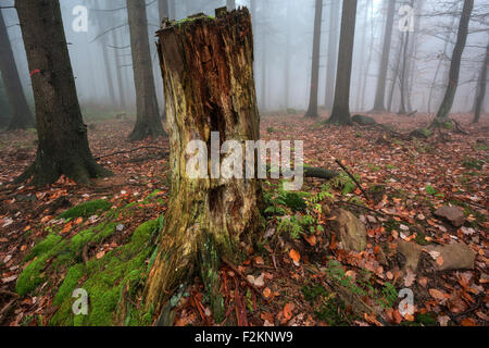 Verwitterten Baumstumpf, Waldboden in Herbstfarben, Herbstwald, Nebel, Bäume, Baden-Württemberg, Deutschland Stockfoto