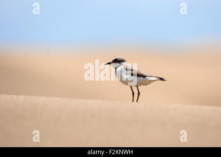 Sanderling (Calidris Alba) in den Dünen, Dünen von Maspalomas Natur buchen, Gran Canaria, Kanarische Inseln, Spanien Stockfoto