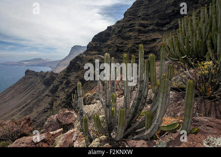 Klippen, Steilküste, Nordwesten, Gran Canaria, vordere Kandelaber Baum (Euphorbia Kandelaber), Wolfsmilch, Kanarische Inseln, Spanien Stockfoto