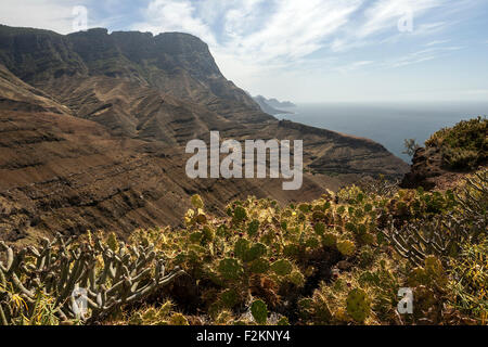 Klippen, steile Küste, Opuntia, Feigenkaktus (Opuntia), Nord-West, Gran Canaria, Kanarische Inseln, Spanien Stockfoto