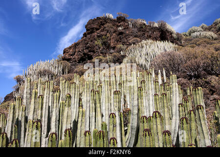 Kandelaber Bäume (Euphorbia Kandelaber), Wolfsmilch, auf Lavastein in Agaete, Gran Canaria, Kanarische Inseln, Spanien Stockfoto