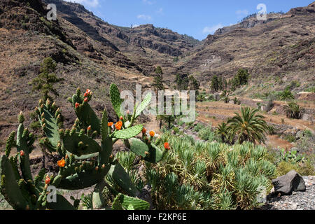 Barranco de Mogan an El Pie De La Cuesta, blühende Kakteen, Feigenkaktus, Gran Canaria, Kanarische Inseln, Spanien Stockfoto