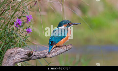 Eisvogel (Alcedo Atthis), Lebensraum, auf einem Ast, mittlere Elbe-Biosphärenreservat, Sachsen-Anhalt, Deutschland Stockfoto