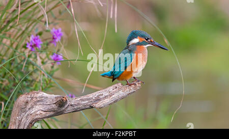 Eisvogel (Alcedo Atthis), Lebensraum, auf einem Ast, mittlere Elbe-Biosphärenreservat, Sachsen-Anhalt, Deutschland Stockfoto