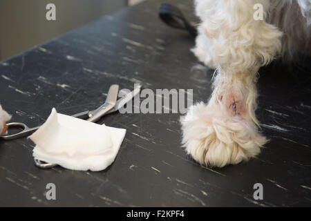 Tierarzt Hund mit verletzten Pfote Verband verleiht Stockfoto