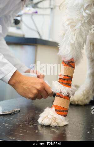 Tierarzt geben orange Binde am weißen Hund Stockfoto