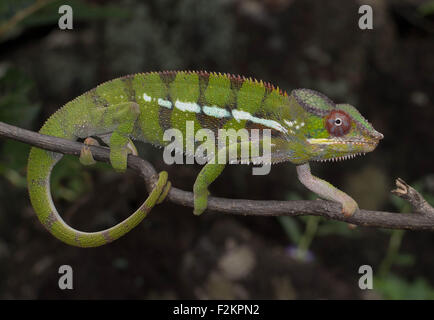 Pantherchamäleon (Furcifer Pardalis), Männlich, Ankarana East National Park, nordwestlichen Madagaskar, Madagaskar Stockfoto