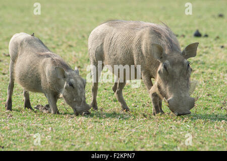 Warzenschweine (Phacochoerus Africanus), Fütterung, Okapuka Ranch, Stadtteil von Windhoek, Namibia Stockfoto