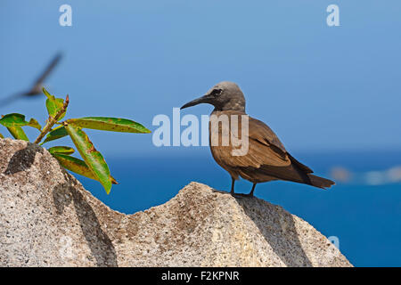 Braune Noddy (Anous Stolidus), thront auf einem Felsen, Cousin Island, Seychellen Stockfoto