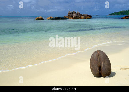 Coco de Mer (Lodoicea Maldivica) am Strand von Anse Boudin, Frucht der Kokospalme Meer, Seychellen Stockfoto