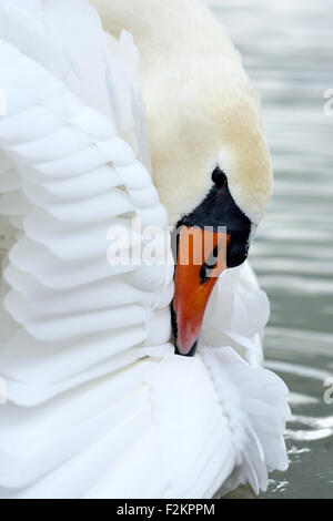 Höckerschwan (Cygnus Olor), putzen, Zug, Schweiz Stockfoto