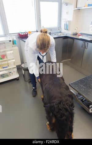 Tierarzt hört Herzschlag von großer Hund Stockfoto