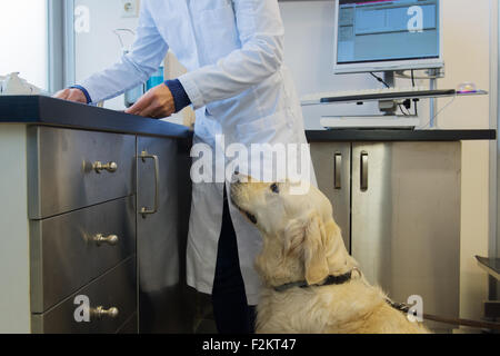 Hund wartet ein Cookie an den Tierarzt Stockfoto