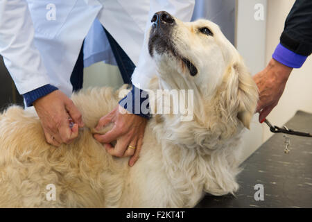 Golden Retriever ist Impfung vom Tierarzt bekommen. Stockfoto