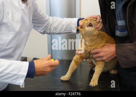 Tierarzt Mund von Katze dafür Medizin zu öffnen Stockfoto