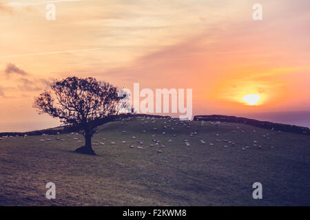 Sonnenuntergang über die Felder mit Schafen Stockfoto